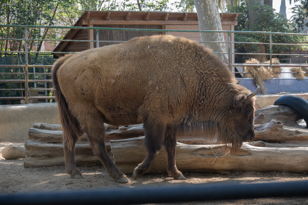 Bison du zoo de Barcelone