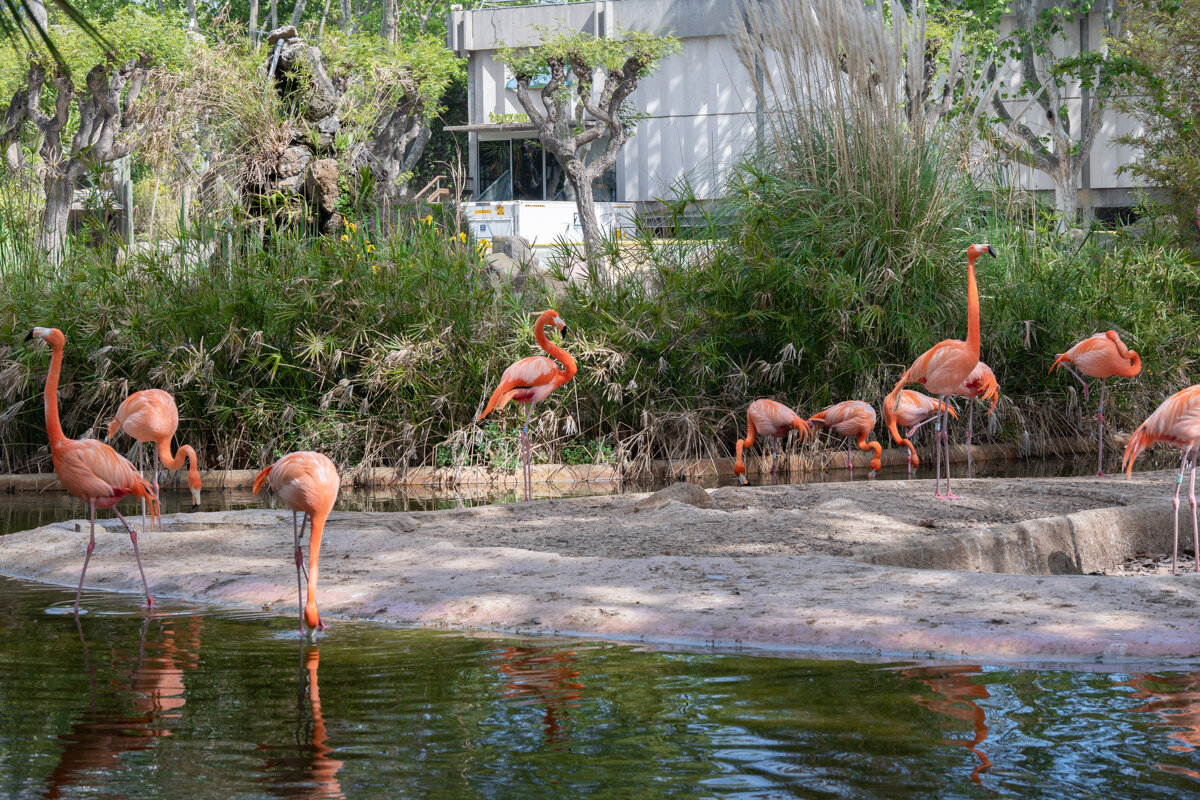 Flamants roses