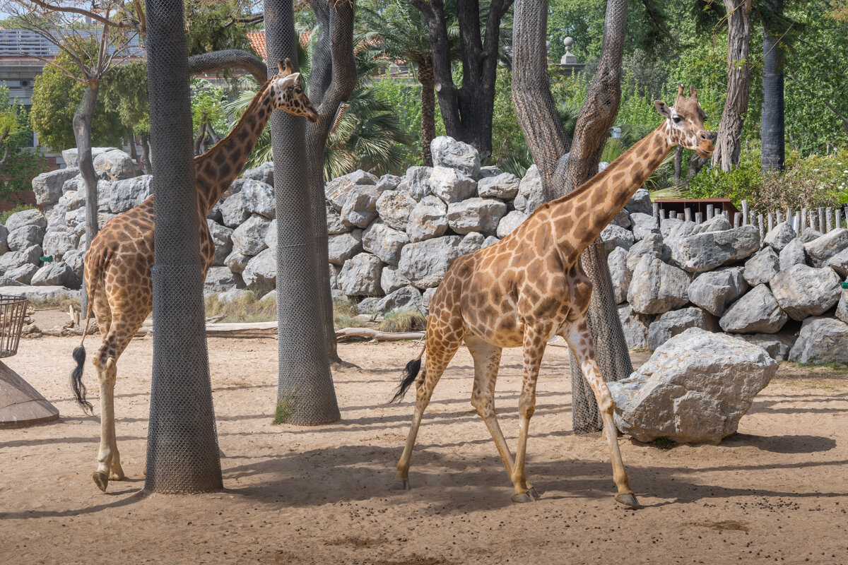 Girafes au zoo de Barcelone