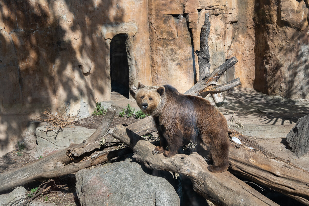 Ours du zoo de Barcelone