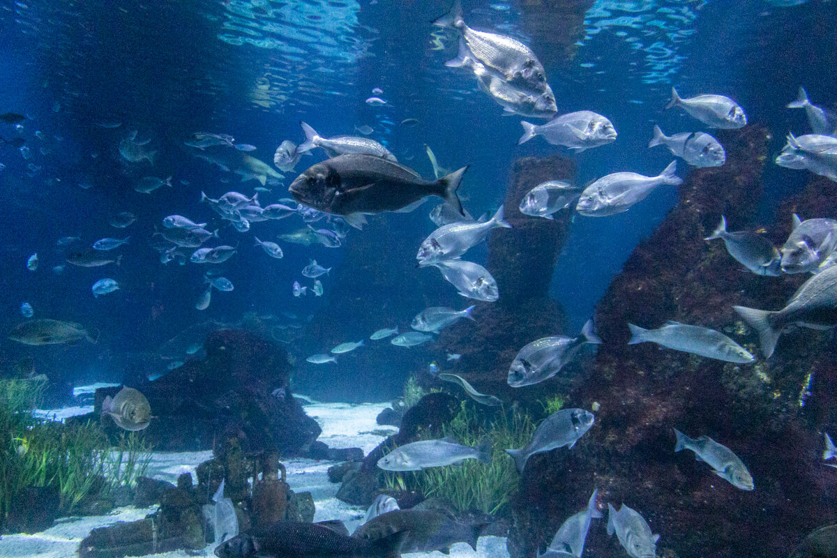 Poissons à l'aquarium de Barcelone